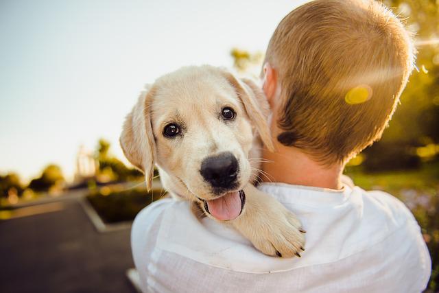 Quais São os Animais de Estimação mais Populares no Brasil?