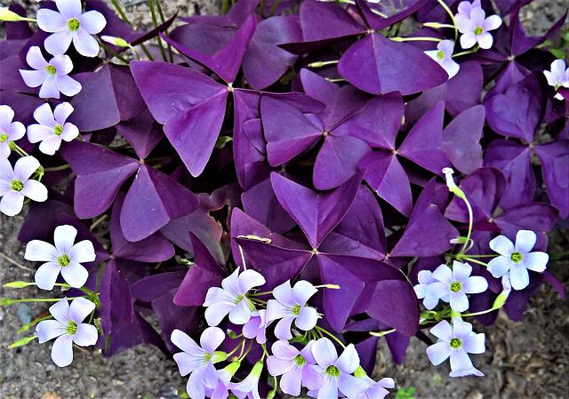 Quais São as Plantas Nativas Brasileiras?