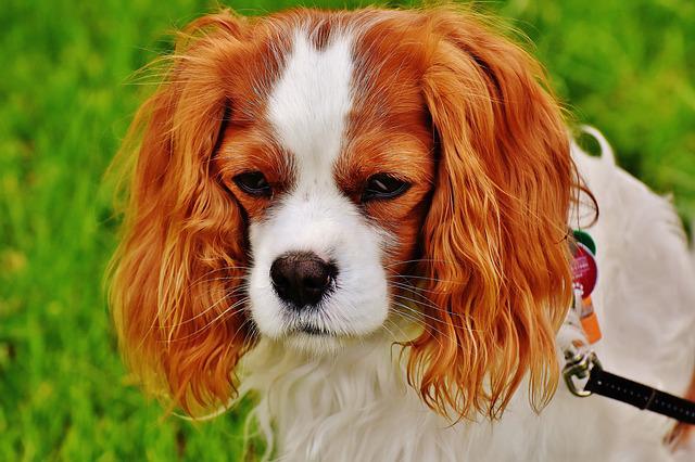 História do Cavalier King Charles Spaniel, Personalidade e Origem da Raça