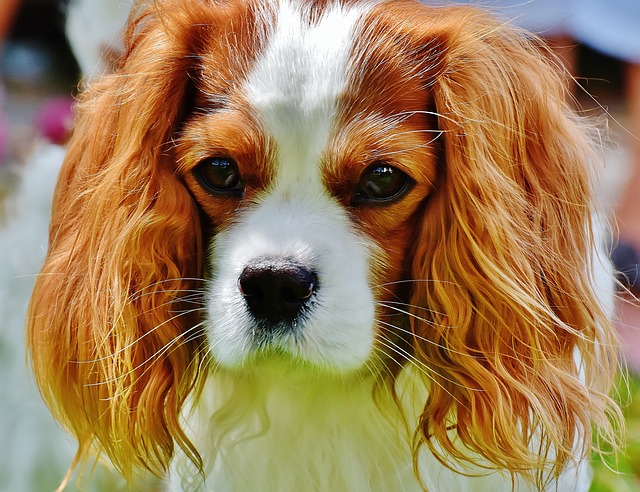 Tudo Sobre a Raça Cavalier King Charles Spaniel: Características e Fotos