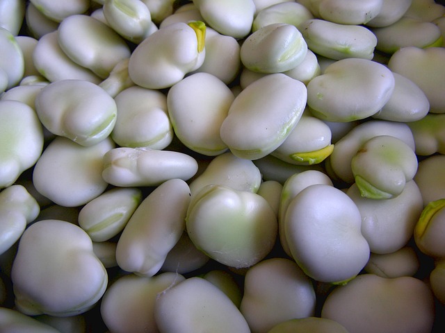 Quanto Tempo a Fava Demora para Nascer?