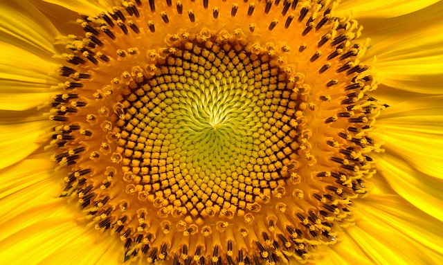 Porque o Girassol Não é uma Flor?