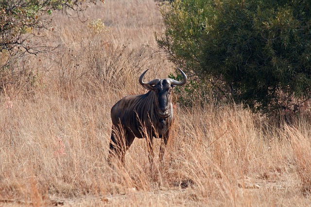 Tudo Sobre o Gnu: Características, Nome Científico e Fotos