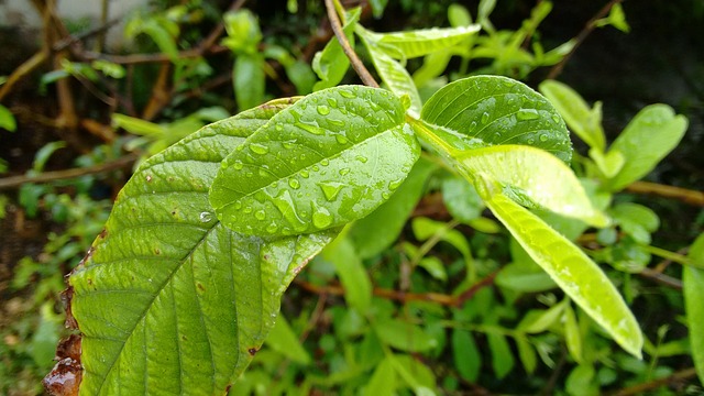 Como Se Planta um Pé de Goiaba?
