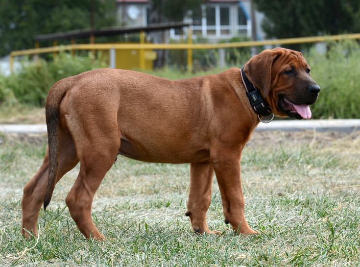 Tudo Sobre a Raça Tosa Inu: Características e Fotos