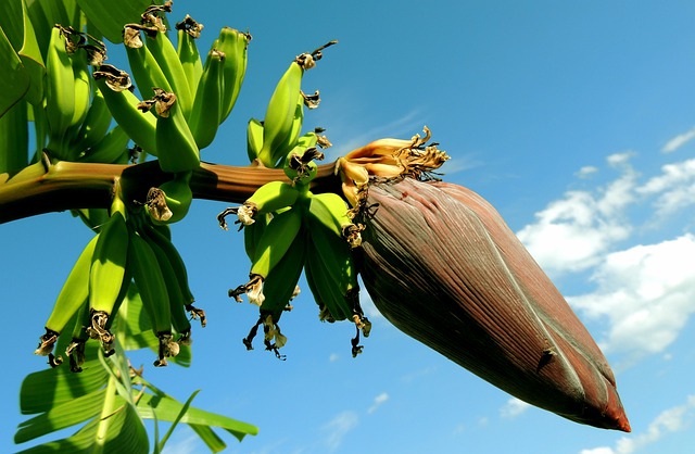 Como Se Planta um Pé de Banana?