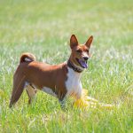 Basenji