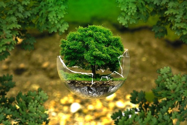 O Que é Ecologia e Qual a Sua Importância?