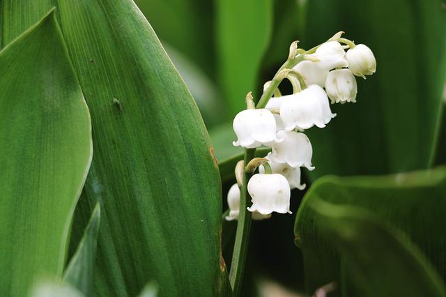 Tem Muguet no Brasil?