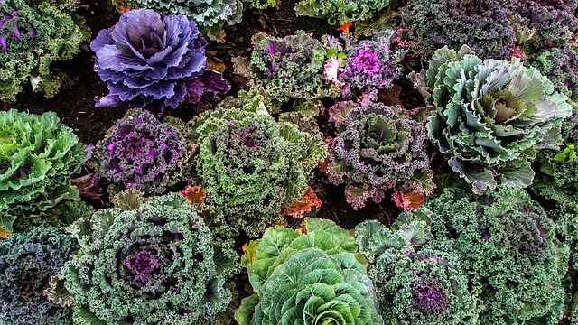 Como Fazer uma Horta em um Apartamento?