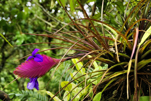 Tudo Sobre a Tillandsia: Características e Nome Científico
