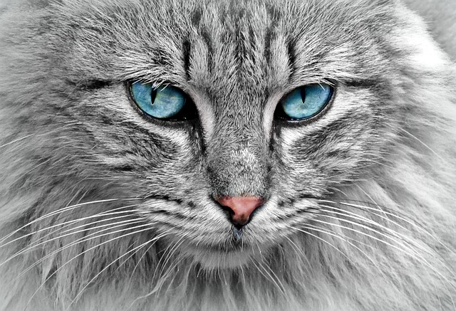 Como os Gatos Conversam entre Si?