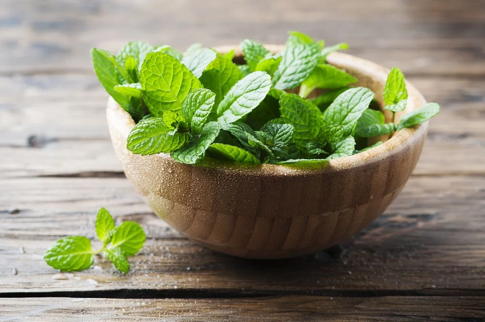 Os usos culinários da hortelã: Os sabores refrescantes e benefícios
