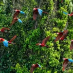 floresta Amazônica