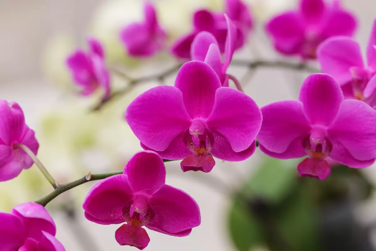 Flores silvestres: A diversidade e encanto das flores em seu habitat natural