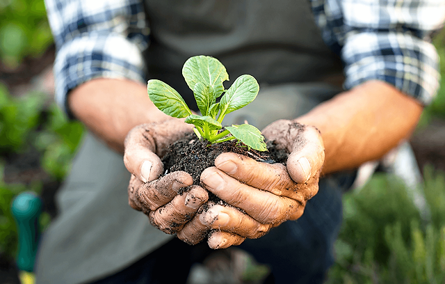 Os benefícios da agroecologia: Agricultura sustentável para promover a saúde
