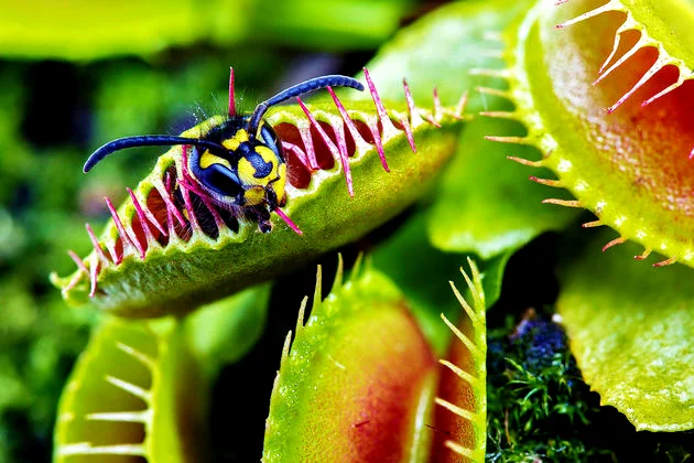 Plantas carnívoras: Como elas obtêm sua alimentação