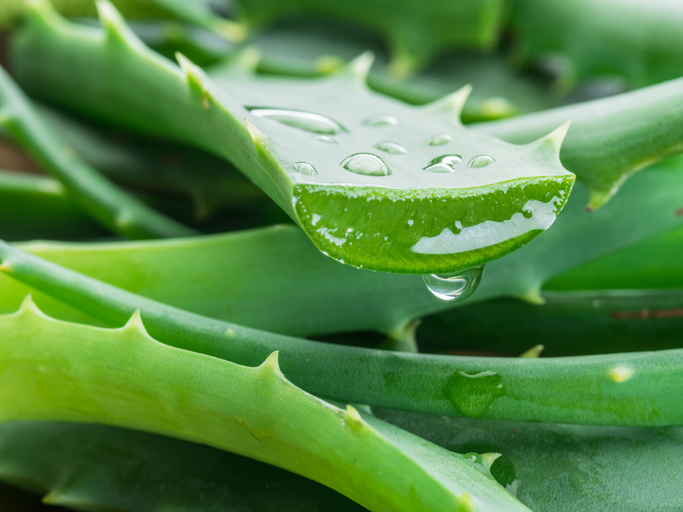 Benefícios das plantas medicinais: As propriedades curativas da natureza