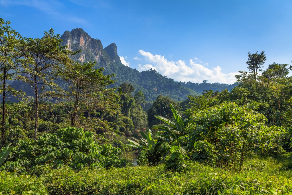 A conservação das florestas tropicais: Preservação dos pulmões verdes do planeta