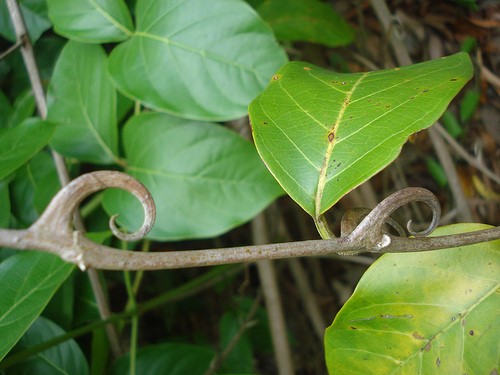 As plantas medicinais da Amazônia: a biodiversidade e potencial terapêutico