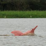 Principais animais da Biodiversidade Marinha da Amazônia