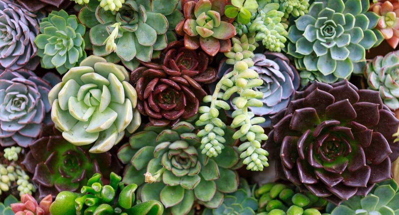 Suculentas: Conheça as variedades e cuidados dessas plantas modernas