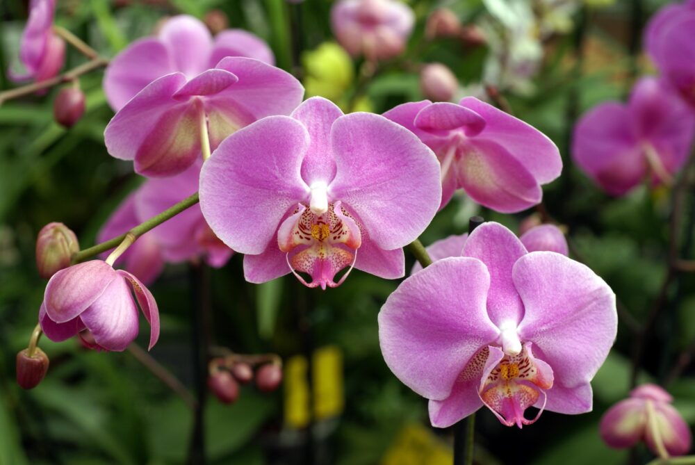 A exuberância das orquídeas: Cores e formas
