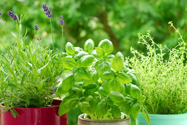 A importância das plantas nativas em um jardim: como cultivar espécies locais