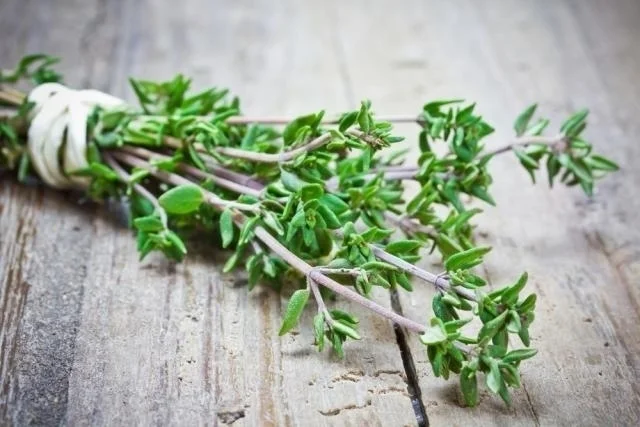Usos Culinários do Tomilho: Aromatize suas Receitas com Essa Erva Versátil