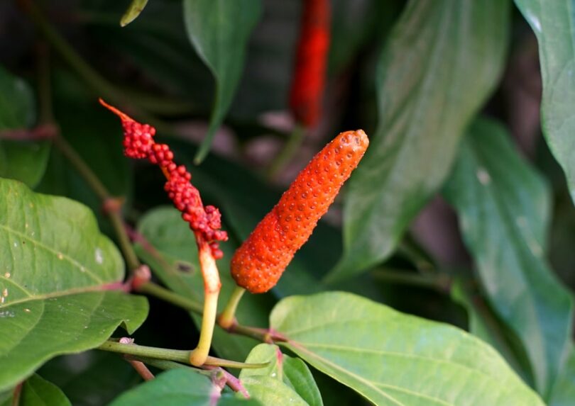 As plantas medicinais indígenas: A sabedoria ancestral sobre as plantas
