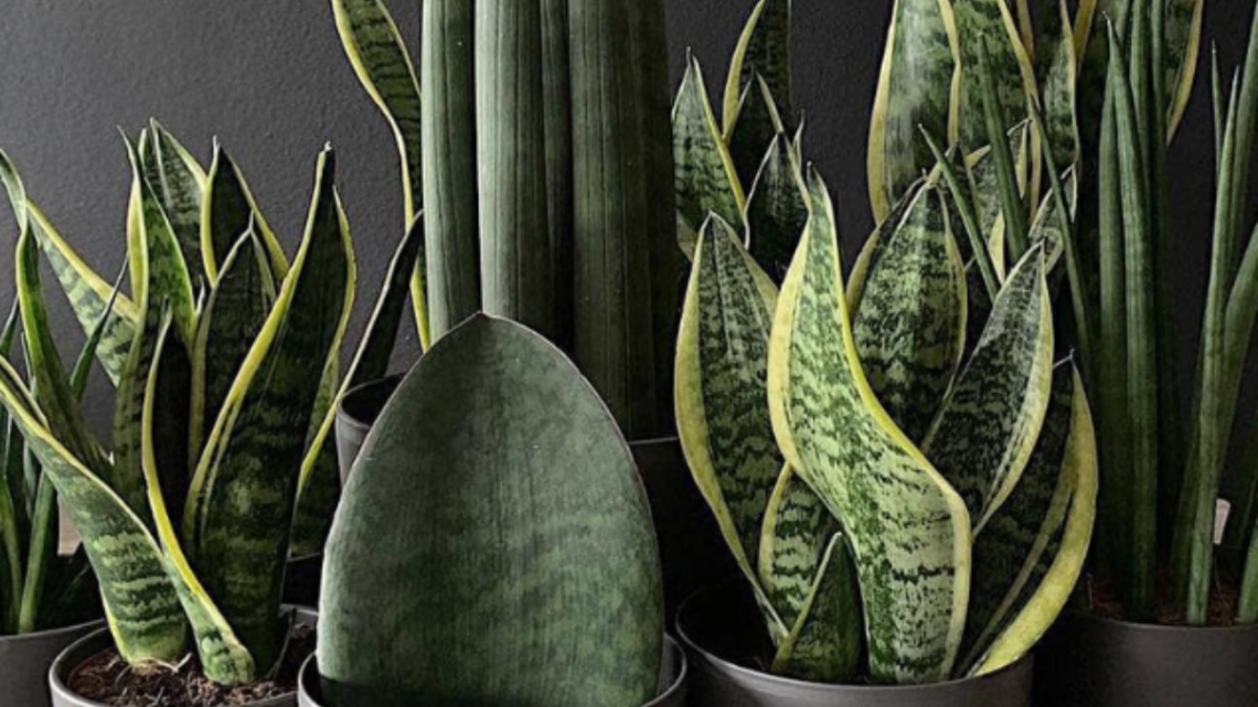 As plantas de sombra: como elas são essenciais para o equilíbrio ambiental