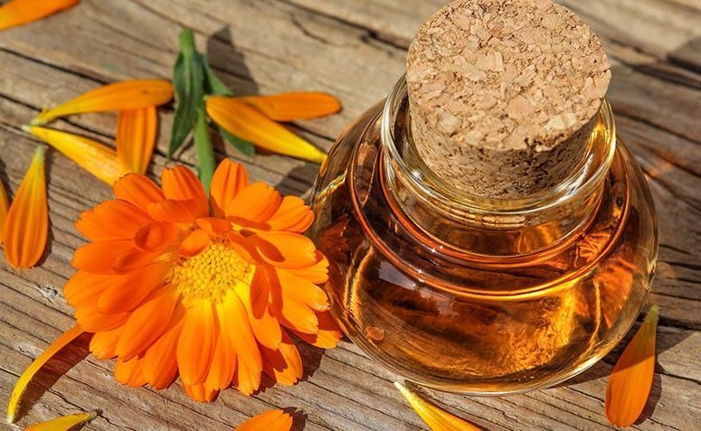 As Plantas Medicinais da Cultura Latina e Seus Benefícios Terapêuticos