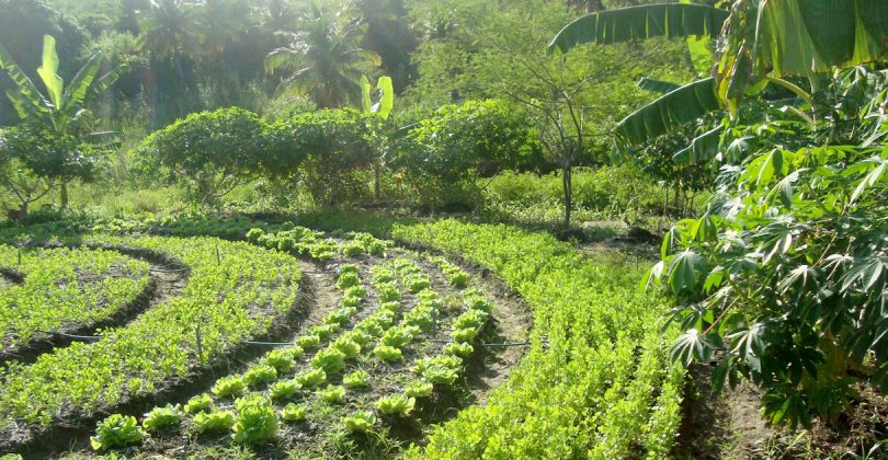 Agrofloresta Sustentável: Os Benefícios para um Futuro Ecoconsciente