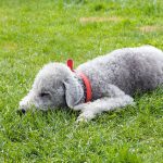 Bedlington Terrier Deitado na Grama