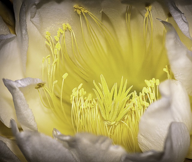 Cactos de Floração Sazonal: Uma Festa de Cores em Épocas Distintas