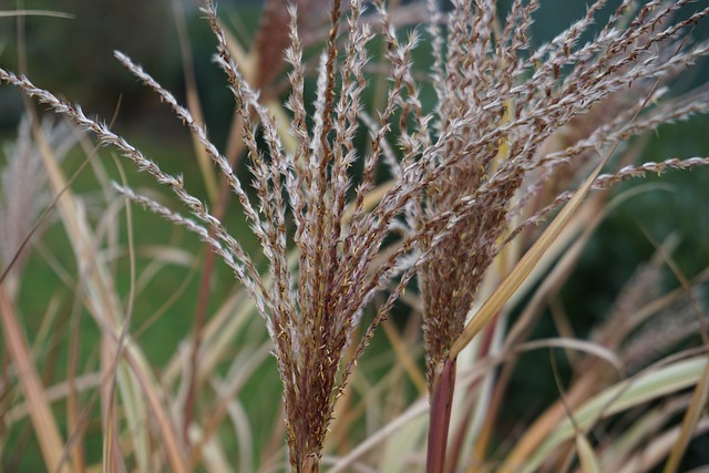 Capim-dos-Pampas: Dicas de Plantio e Manutenção em Jardins Ornamentais