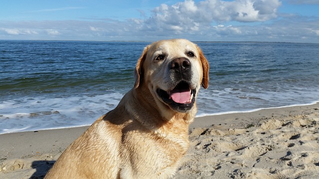 As Raças Mais Recomendadas de Cachorros para Famílias com Crianças