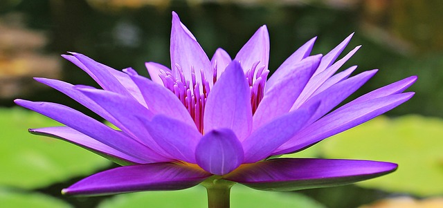 Cultivo de Ninfeia em Jardim de Água: Beleza Aquática ao Alcance das Suas Mãos