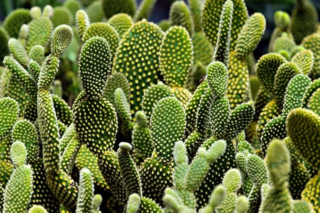 Cuidando de Plantas que Não Precisam de Água Regular: Dicas Essenciais