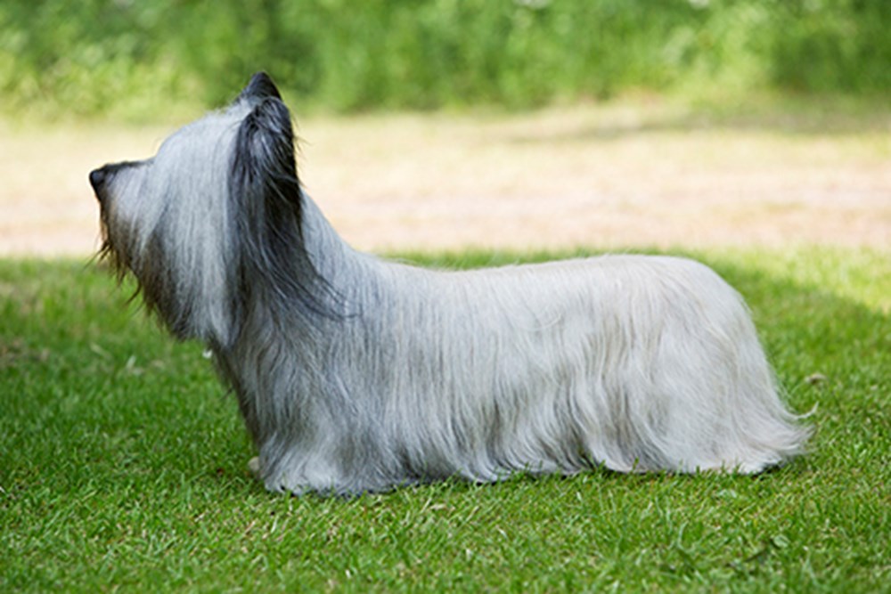 Skye Terrier: Curiosidades Surpreendentes Sobre Essa Raça Encantadora