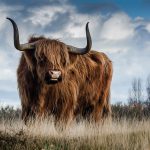 Vaca Peluda