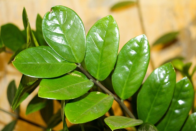 Zamioculca: A Planta-da-Fortuna, Símbolo de Boa Sorte e Prosperidade