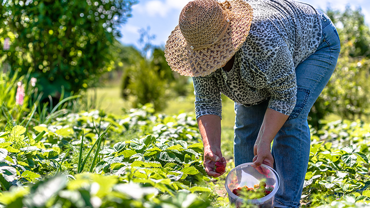 Agricultura Sustentável: A Relação entre Produção e Preservação Ambiental