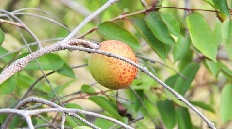 A Importância das Florestas de Mangabeiras para o Meio Ambiente