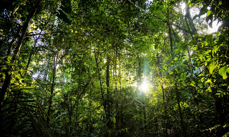 A Preservação das Florestas Tropicais Úmidas: a Vida em Equilíbrio