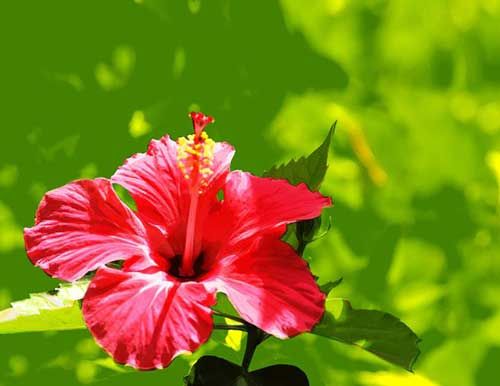 As flores tropicais: Beleza e cores vibrantes da flora tropical