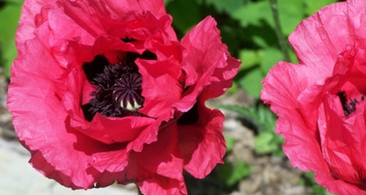 A beleza e a importância das flores selvagens na natureza
