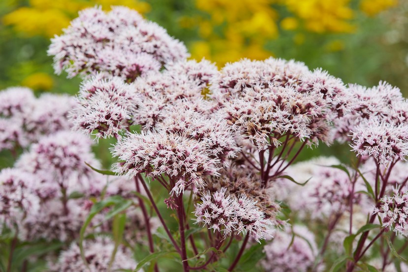 Valeriana: Descubra os Benefícios para um Sono Reparador