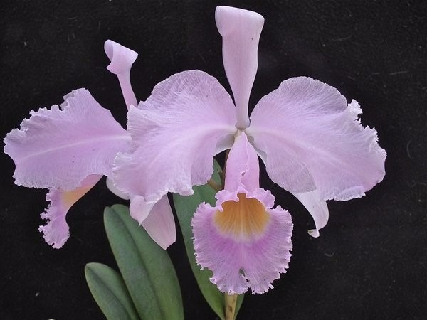 Cattleya Trianae: A Magnífica Orquídea que Embeleza a Colômbia