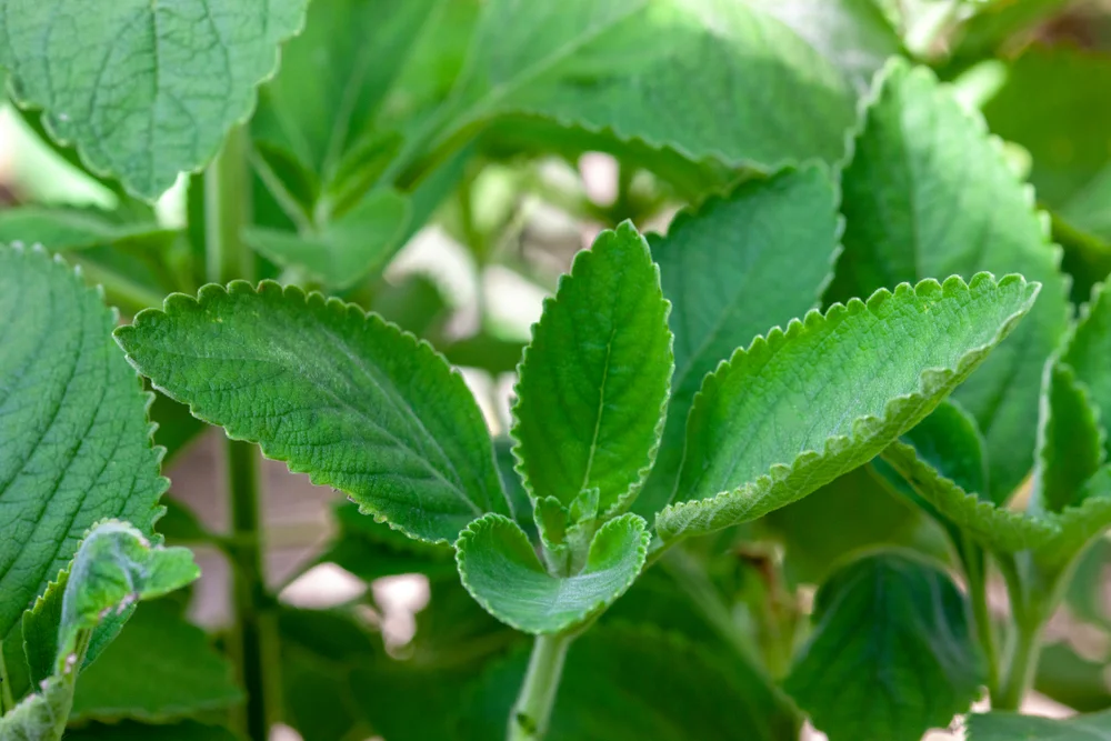 As Plantas Medicinais na Cultura Indígena: Conheça a Medicina Tradicional